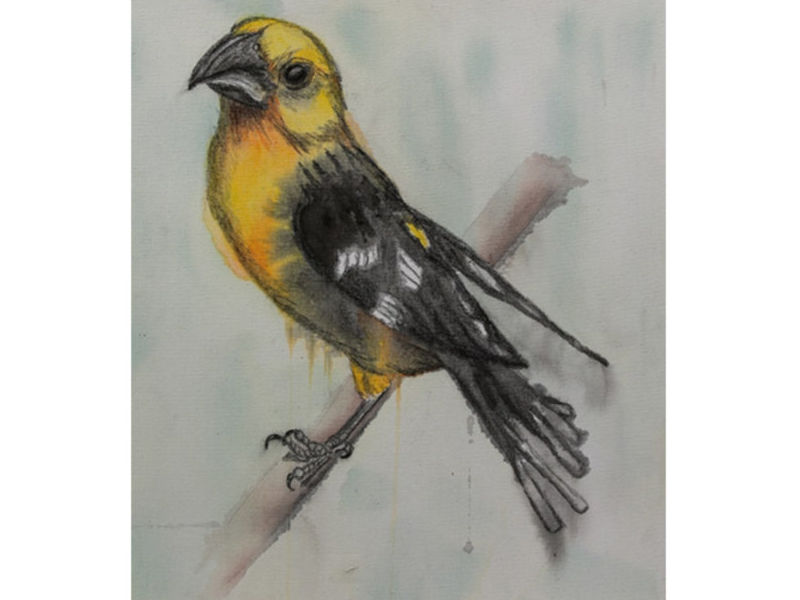 Martínez / 32 Aves de mi Jardín serie 1 - Martínez Juan Pablo  | ARTEX