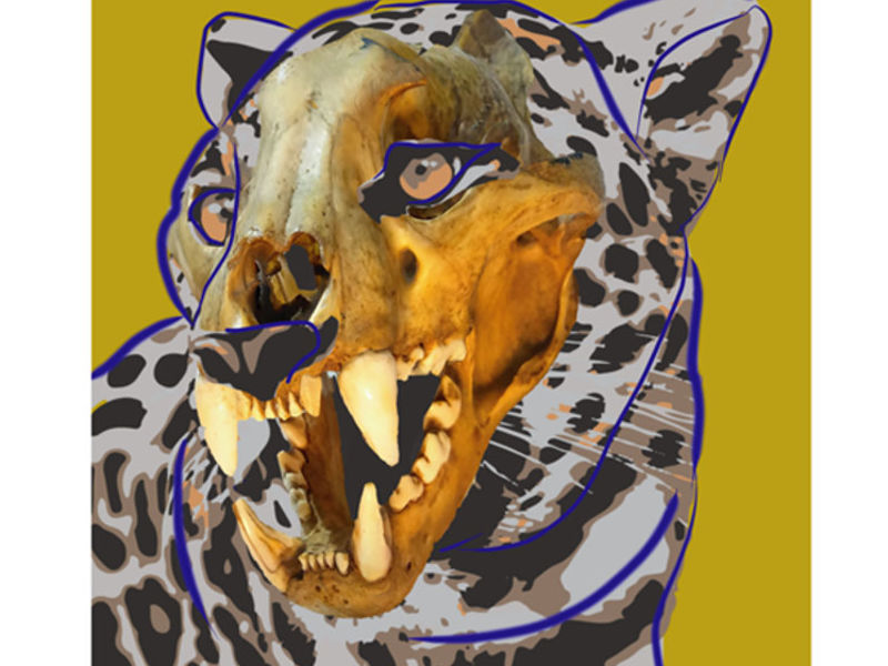 Deconstrucción zoológica serie (Jaguar)
